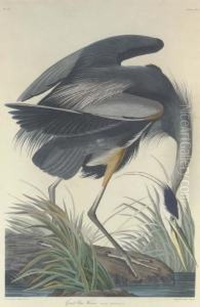 Great Blue Heron Oil Painting by Robert I Havell