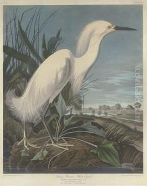 Snowy Heron, Or White Egret Oil Painting by Robert I Havell