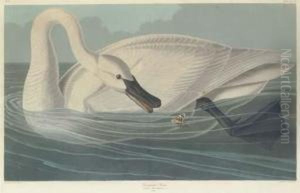 Trumpeter Swan Oil Painting by Robert I Havell