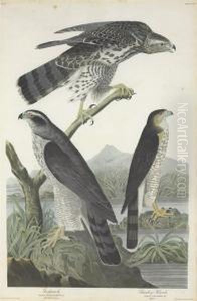 Falco Palumbarius. Falco Stanleii Oil Painting by Robert Ii Havell