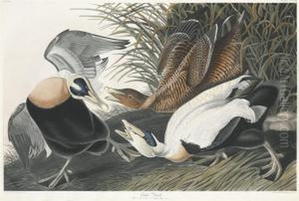 Eider Duck Oil Painting by Robert Ii Havell