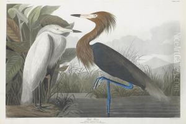 Ardea Rufescens Oil Painting by Robert Ii Havell