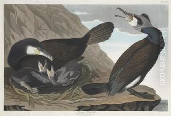 Phalacrocorax Carbo Oil Painting by Robert Ii Havell