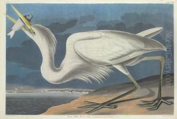 Ardea Occidentalis Oil Painting by Robert Ii Havell