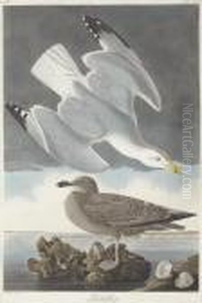 Larus Argentatus Oil Painting by Robert Ii Havell