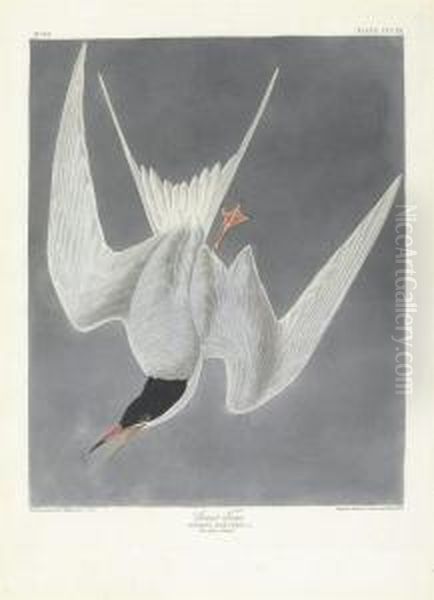 Sterna Hirundo Oil Painting by Robert Ii Havell