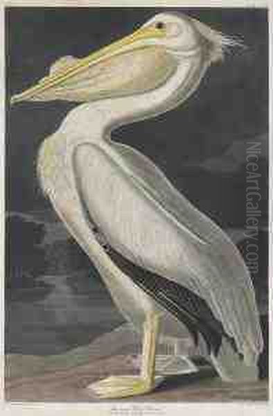 Pelicanus Americanus Oil Painting by Robert Ii Havell