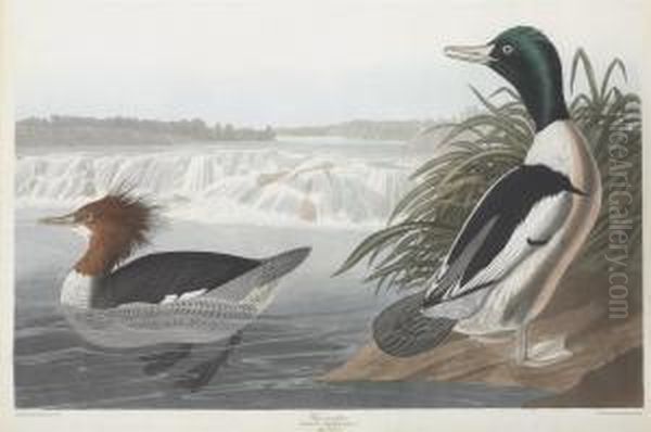 Mergus Merganser Oil Painting by Robert Ii Havell