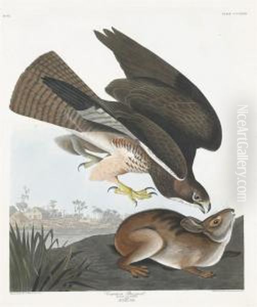 Buteo Vulgaris Oil Painting by Robert Ii Havell