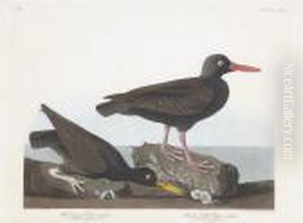 Haematopus Bachmani. Haematopus Townsendi Oil Painting by Robert Ii Havell