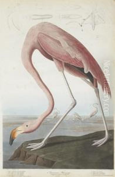 Phoenicopterus Ruber Oil Painting by Robert Ii Havell