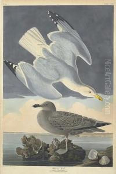 Larus Argentatus Oil Painting by Robert Ii Havell