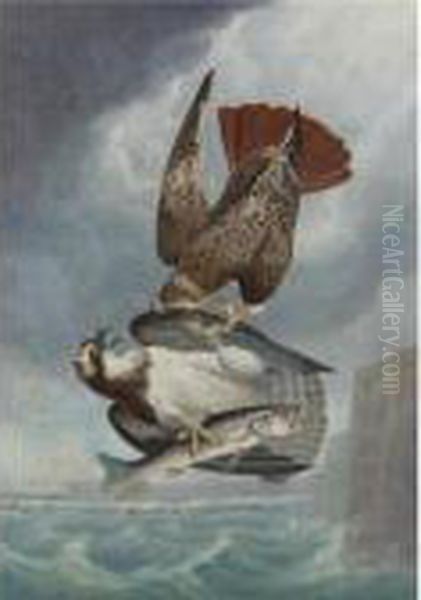 Red-tailed Hawk And Osprey Oil Painting by Robert Ii Havell