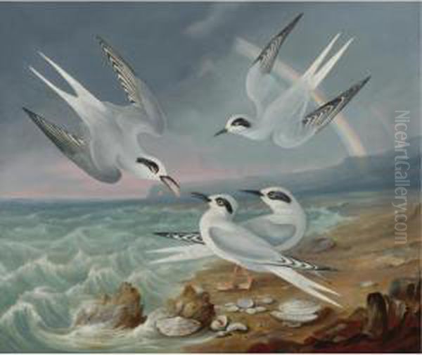 Havell Terns At The Shore Oil Painting by Robert Ii Havell