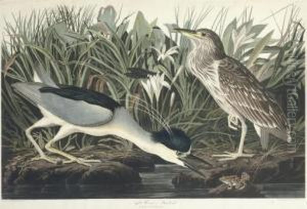 Night Heron Or Qua Bird (ccxxxvi)
Ardea Nycticorax by Robert Ii Havell