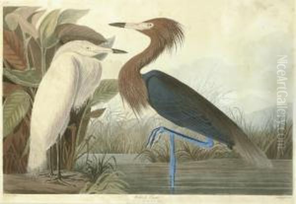 Reddish Egret (plate Cclvi)
Adrea Rufescens Oil Painting by Robert Ii Havell