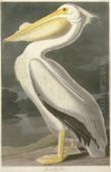 American White Pelican (plate Cccxi)
Pelicanus Americanus Oil Painting by Robert Ii Havell