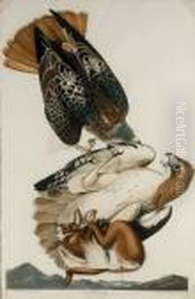 Red Tailed Hawk (plate 51) Oil Painting by Robert Ii Havell