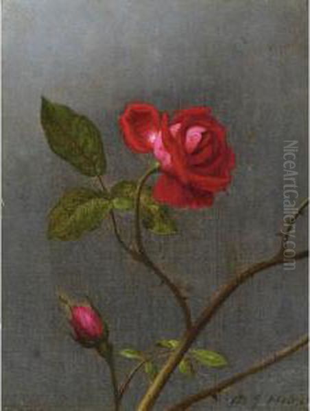 Red Rose With Rosebud Oil Painting by Martin Johnson Heade