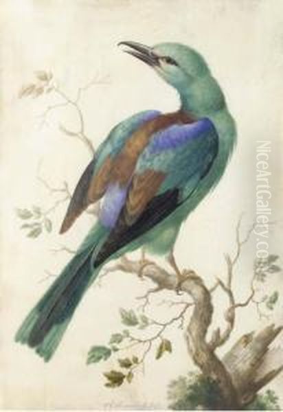 Roller On A Branch Oil Painting by Herman Henstenburgh