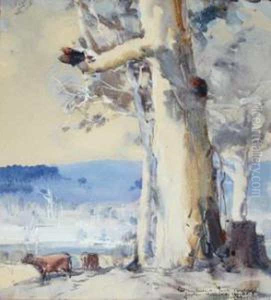 Gum Trees With Grazing Cows Oil Painting by Harold Brocklebank Herbert