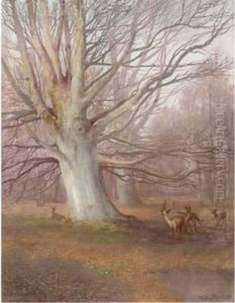 Deer In A Beech Wood Oil Painting by Sydney Herbert