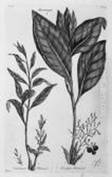 Etchings Of A Botanical Nature Oil Painting by John Hill