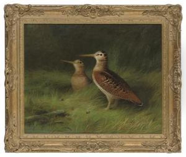 A Pair Of Woodcock Oil Painting by Abel Hold