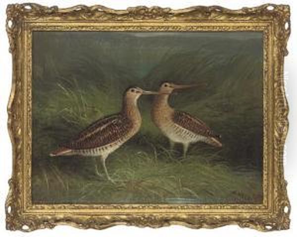 Snipe On The Bank Of A River Oil Painting by Abel Hold