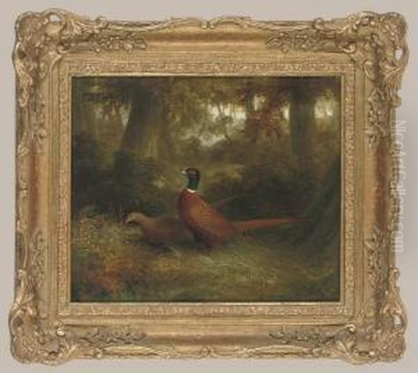 A Cock And Hen Pheasant In A Wooded Glade Oil Painting by Abel Hold