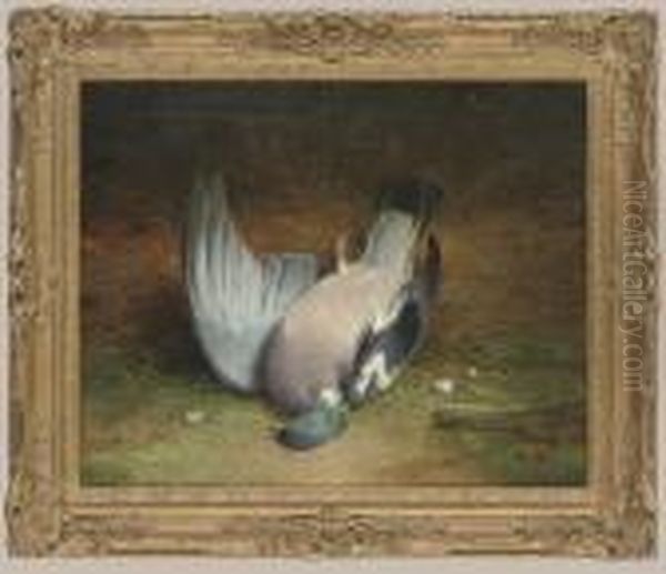 A Wood Pigeon Oil Painting by Abel Hold