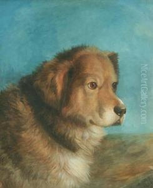 Head Of A Sheepdog Oil Painting by Abel Hold