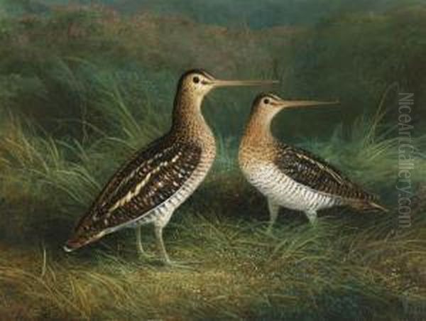 A Pair Of Snipe Oil Painting by Abel Hold