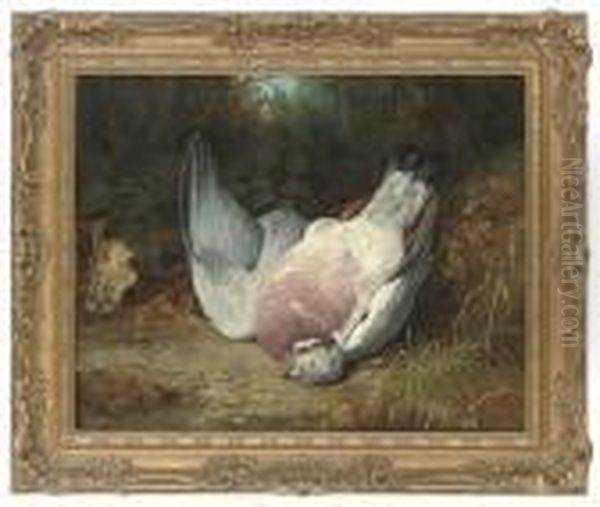 Wood Pigeon In A Clearing Oil Painting by Benjamin, Ben Hold