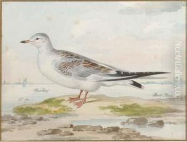 A Seagull Oil Painting by Pieter the Younger Holsteyn