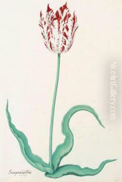 A Tulip: 'semper Augustus' by Pieter the Younger Holsteyn