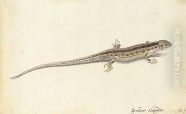 A Wall Lizard (lacerta Vivipara) Oil Painting by Pieter the Younger Holsteyn