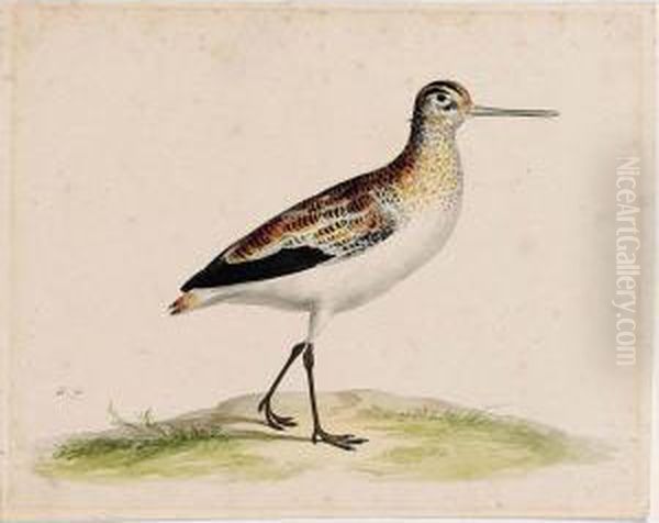 A Black-tailed Godwit Oil Painting by Pieter the Younger Holsteyn