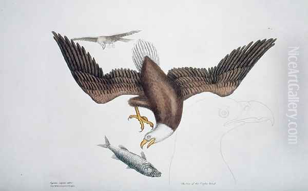 Aquila capite albo (White headed eagle or Bald eagle) plate 1 from Vol 1 of 'Natural History of Carolina, Florida and the Bahamas' Oil Painting by Mark Catesby