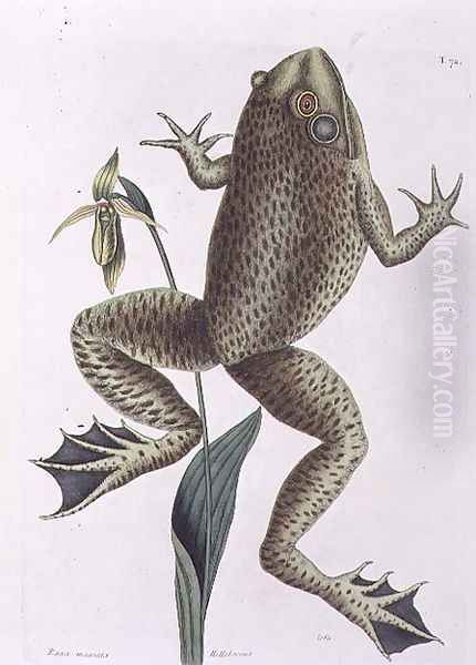 Rana maxima (Bull Frog) plate 72 from Vol 2 of 'Natural History of Carolina, Florida and the Bahamas', 1771 Oil Painting by Mark Catesby