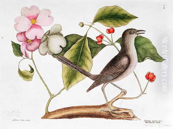 Dogwood: Cornus florida, and Mocking Bird from the 'Natural History of Carolina' Oil Painting by Mark Catesby