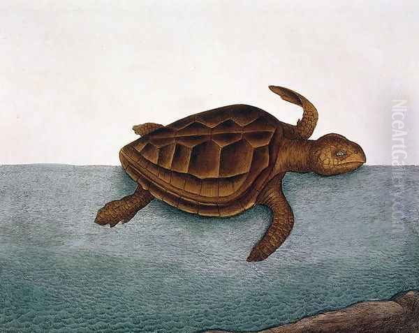 estudo marina (Loggerhead Turtle) plate 40 from Vol 2 of 'Natural History of Carolina, Florida and the Bahamas', 1771 Oil Painting by Mark Catesby