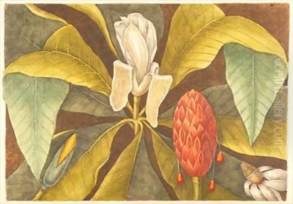 The Magnolia Oil Painting by Mark Catesby