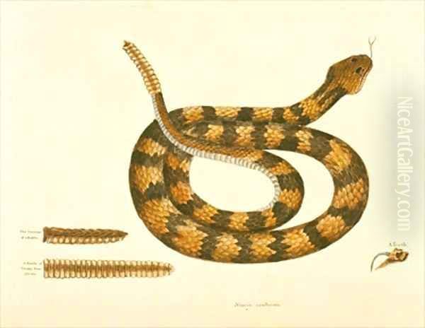 Viper Caudison Snake Rattlesnake Oil Painting by Mark Catesby