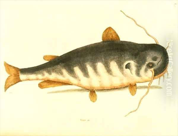 Catfish Oil Painting by Mark Catesby