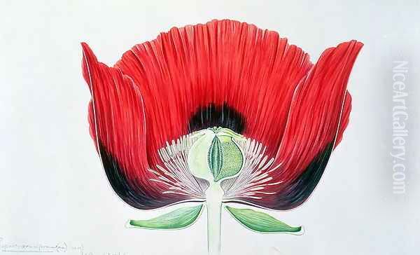 Papaver somniferum (Opium Poppy) 1905 Oil Painting by Arthur Henry Church