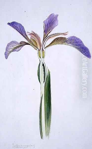 Drawing 173a Iris foetidissima (Stinking Iris) 1906 Oil Painting by Arthur Henry Church