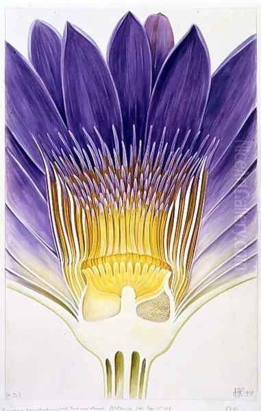 Drawing 8-7 Nymphaea capensis var. zanzibariensis (Cape Blue Water-Lily) 1907 Oil Painting by Arthur Henry Church