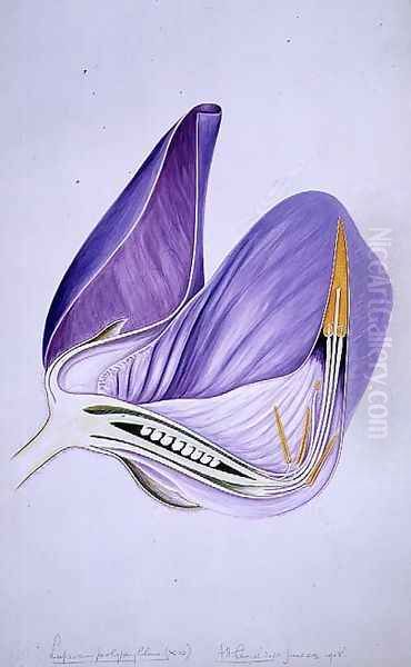 Drawing 57-9 Lupinus polyphyllus (Garden lupin) 1908 Oil Painting by Arthur Henry Church