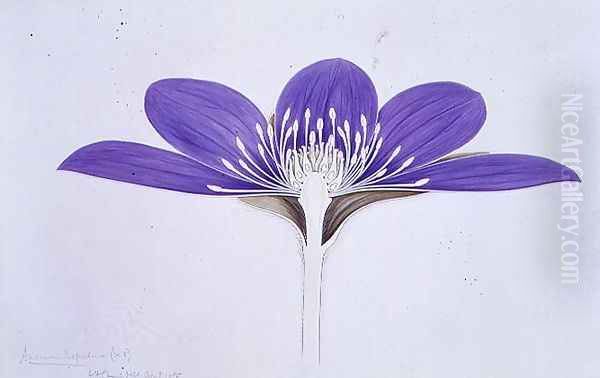 Drawing 1-4 Anemone hepatica, 1905 Oil Painting by Arthur Henry Church